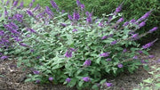 Buddleia (Lo & Behold Blue Chip Jr. Butterfly Bush)